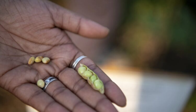 ICAR Advances Heat-Tolerant Pigeon Pea Research as Temperatures Rise