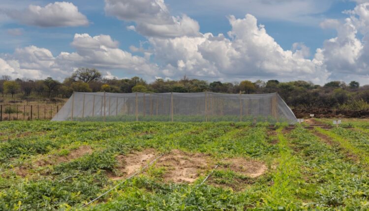 Laser Bird Deterrent Systems Are Helping Farmers Protect Crops Without Nets or Chemicals