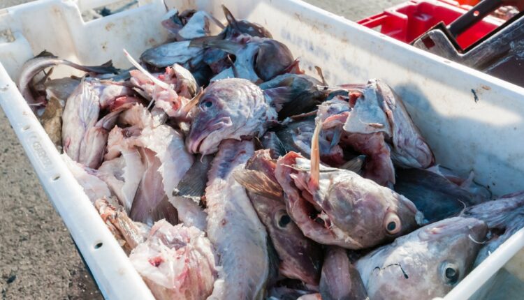 Fish Waste Biofertiliser Turns Market Waste Into Nutrients for Crops
