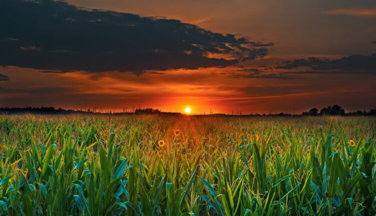 ICAR Seeks Faster Rules for GM and Gene-Edited Crops