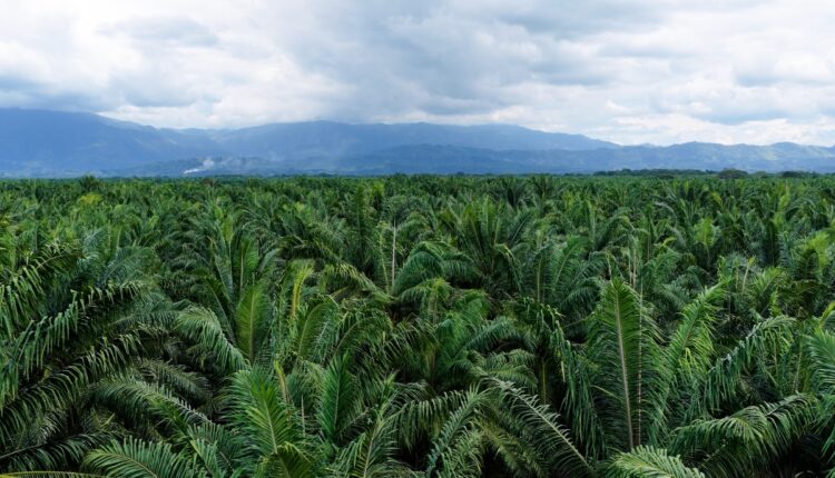 Kerala Expands Carbon Farming Initiative to Reward Climate-Friendly Agriculture