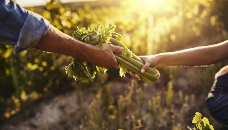 How a French Farmer Turned Agrivoltaics Into Two Profitable Businesses