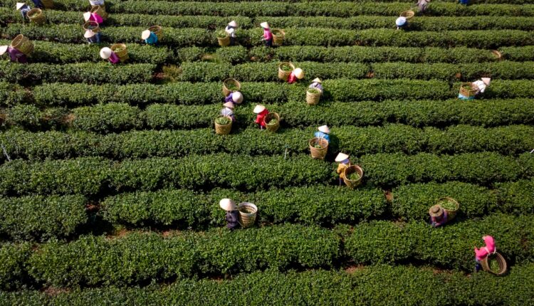 ICAR Study Helps Women Farmers Adopt Better Floriculture Practices