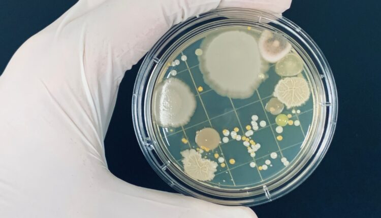 Scientists Are Designing Microbial Teams Instead of Single Biofertilisers