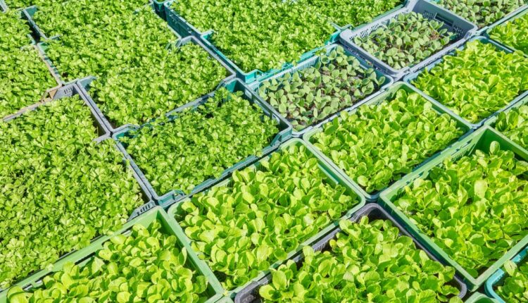 How a Farmer Built a Profitable Seedling Business Alongside Farming
