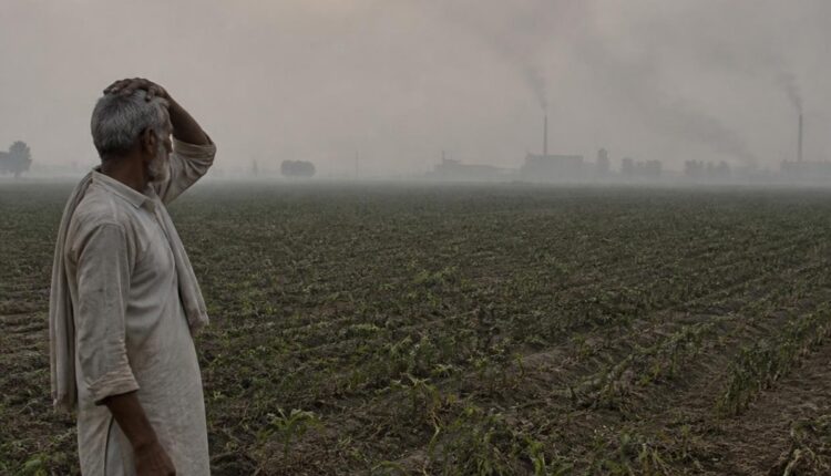 New Study Warns Rising Ozone Pollution Is Reducing India's Crop Yields