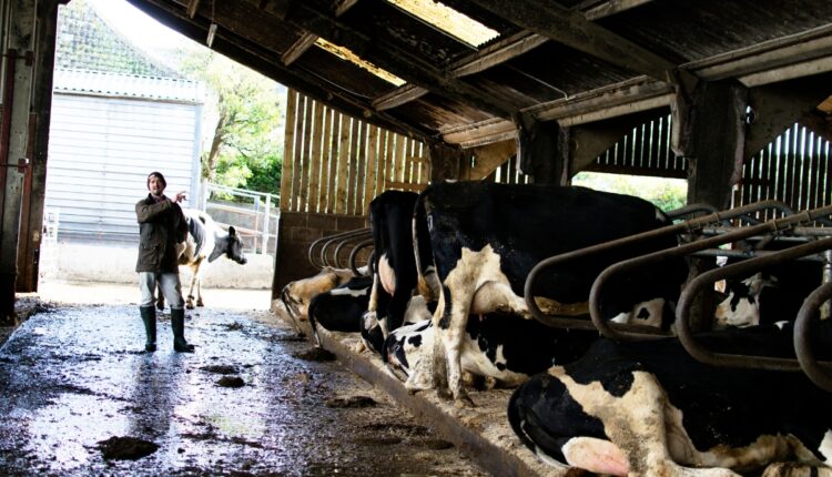 Embryo Transfer Technology Is Helping Farmers Build High-Yield Dairy Herds Faster