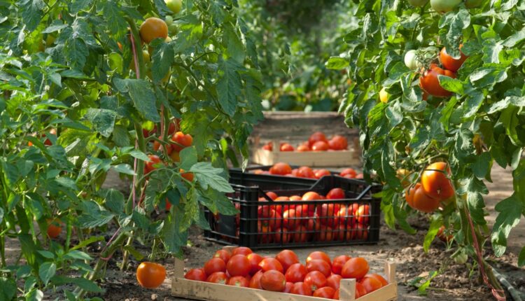 Solar-Powered AI Robots Are Now Harvesting Tomatoes Without Damaging the Fruit