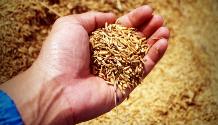 Punjab Develops New Basmati Rice Variety With Better Yield and Disease Resistance