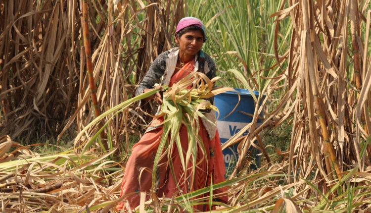 Integrated Pest Management Could Help Protect Sugarcane Yields