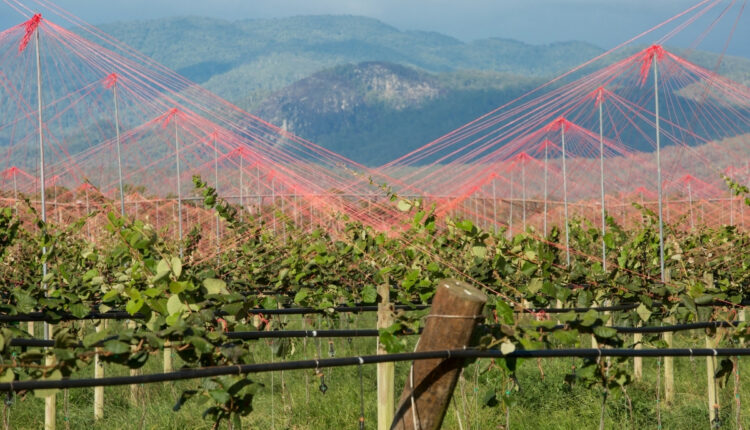 How a T-Bar Trellis Helped Transform a Kiwi Orchard in Nagaland