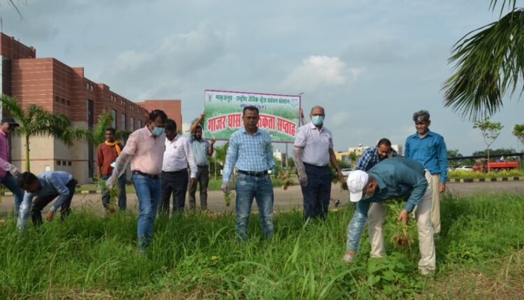 Parthenium Spreads Across Indian Farms, ICAR Pushes Integrated Control