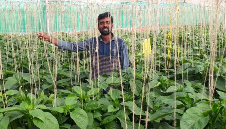 Maharashtra Farmer Earns ₹15 Lakh From Coloured Capsicum in Polyhouse