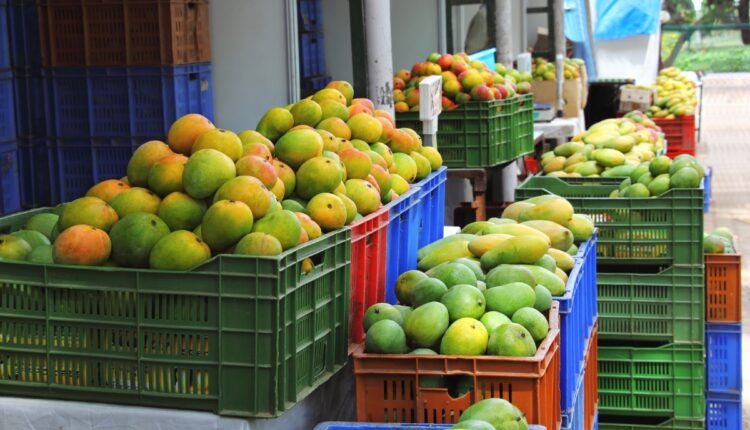 Sea Shipment Opens New Export Route for Indian Mango Farmers