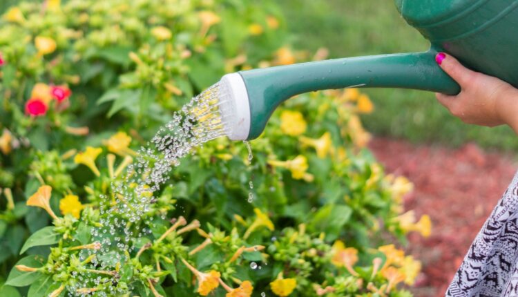 Biofertilisers Can Cut Some Fertiliser Use, What Should Farmers Know?