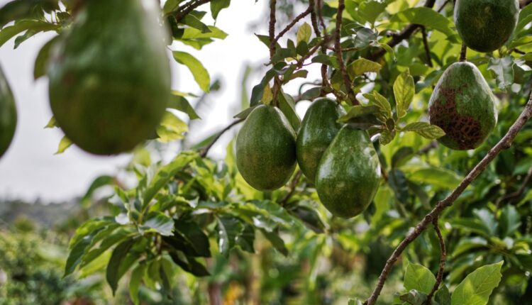 Can Avocado Become a New High-Value Crop for Farmers in Bihar?