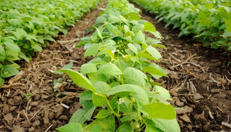 Organic French Bean Farming in Northeast India: Can Better Crop Management Improve Farm Income?
