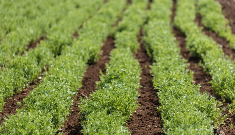 Lentil Farming: 7 Steps Farmers Can Follow for Better Rabi Production