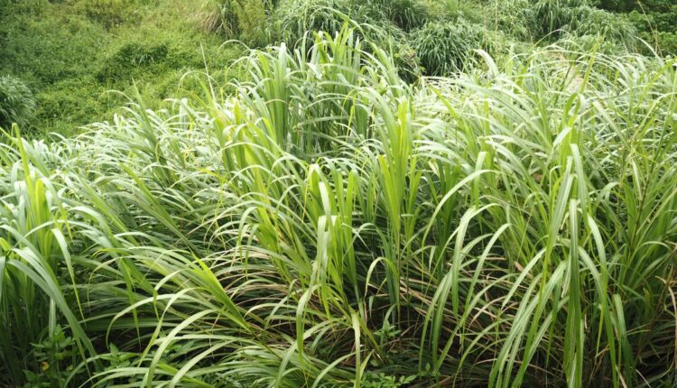 Lemongrass Oil Business: 7 Steps Farmers Can Follow to Start a Small Farm Enterprise