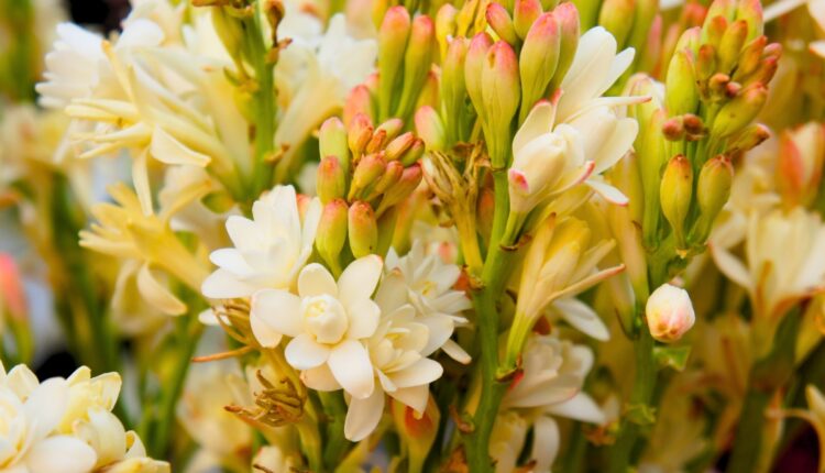 Tuberose